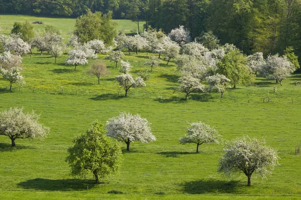 Orchard Flowering Apple Trees Lake Constance — Stock Photo, Image