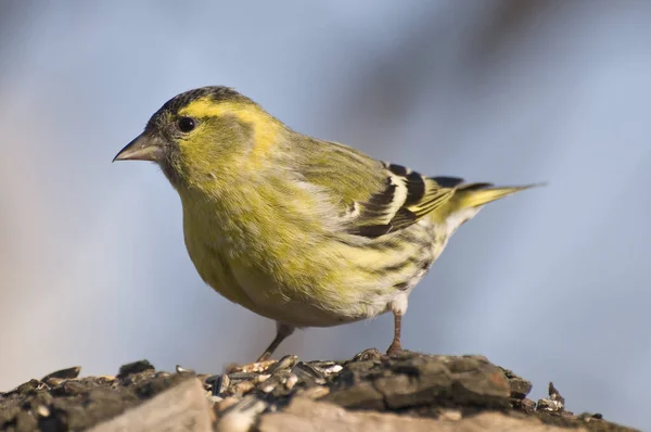 siskins at a feeding station in the garden