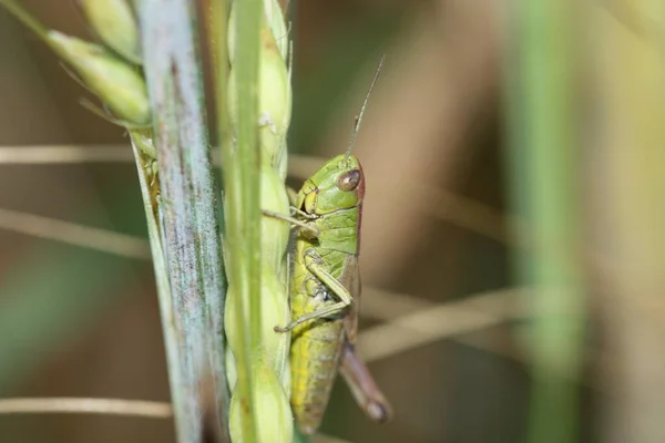 Detailní Makro Pohled Kobylku Hmyzu — Stock fotografie