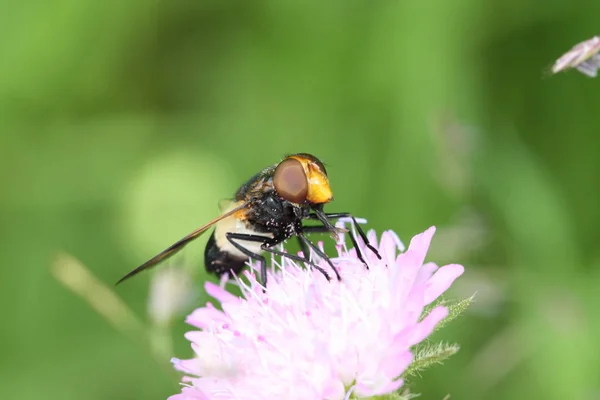 Gros Plan Bug Nature Sauvage — Photo