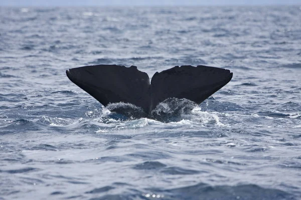 Queue Baleine Dans Mer — Photo