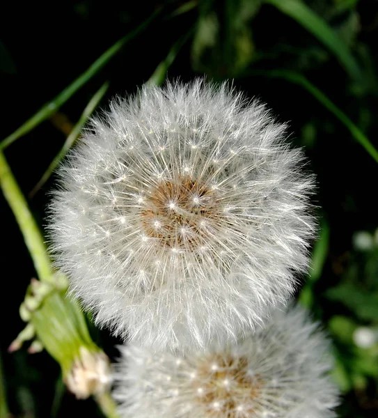 Belle Vue Sur Fleur Naturelle Pissenlit — Photo