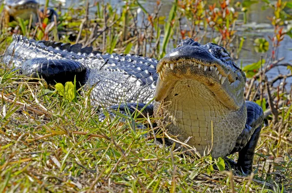 Coccodrilli Alligatori Fauna Selvatica Pericoloso Predatore Rettile — Foto Stock