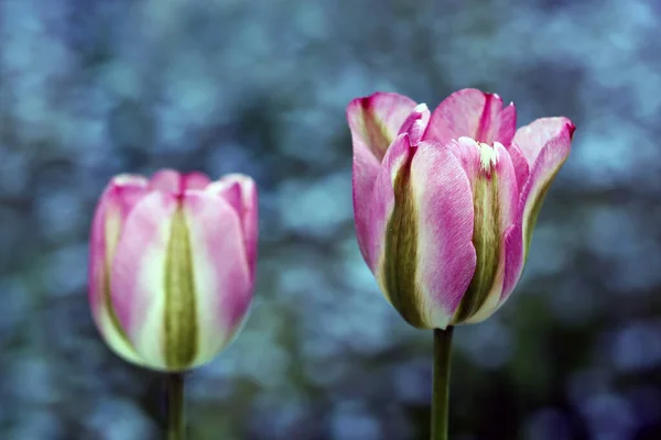Красочные Тюльпаны Весенние Цветы — стоковое фото
