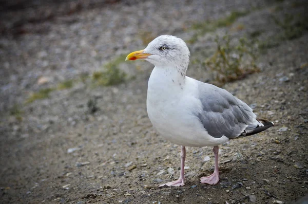 Scénický Pohled Krásné Roztomilé Racka Ptáka — Stock fotografie