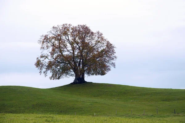 Prachtige Grote Boom Een Groene Weide — Stockfoto