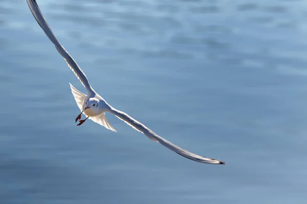 Vue Panoramique Magnifique Oiseau Mouette Mignon — Photo