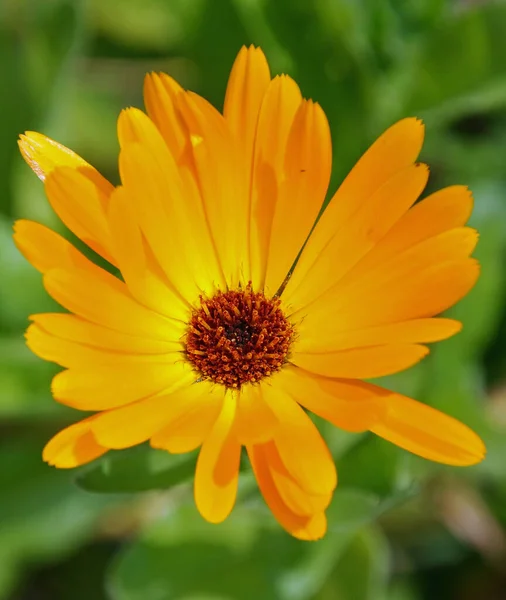 Flores Diferentes Enfoque Selectivo — Foto de Stock