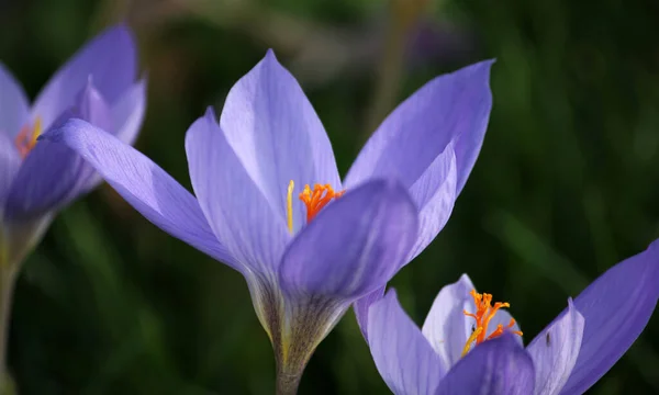 Primera Primavera Flores Azafrán —  Fotos de Stock