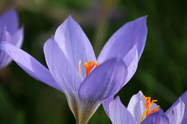 Vårkrokusar Flora Och Kronblad — Stockfoto