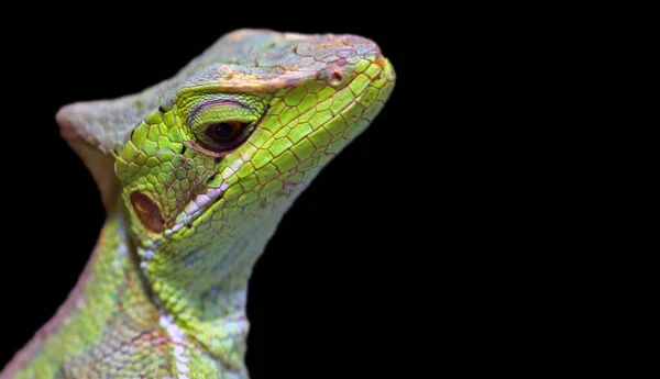 Fauna Lagarto Iguana Reptil — Foto de Stock