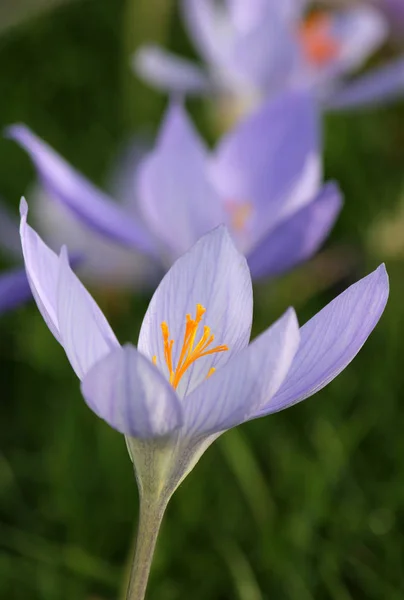 Crocus Çiçekleri Bahar Çiçekleri — Stok fotoğraf