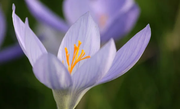 Azafrán Pétalos Flores Primavera —  Fotos de Stock