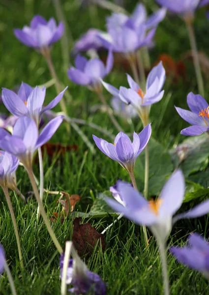Primera Primavera Flores Azafrán — Foto de Stock