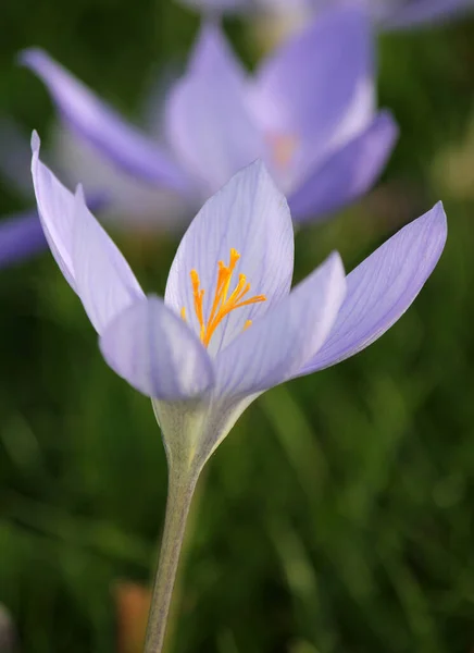 Crocus Flowers Spring Flora — Stock Photo, Image