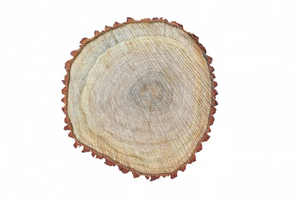 白色背景的木制树桩 — 图库照片