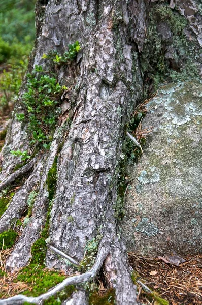Сосновые Корни Обернутые Вокруг Камня — стоковое фото
