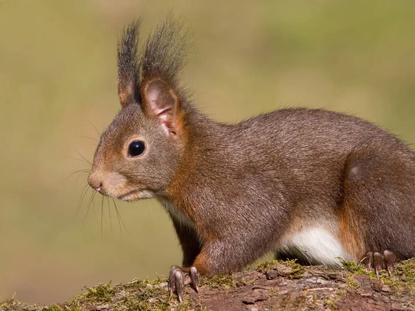 Ekorre Djur Bedårande Gnagare — Stockfoto