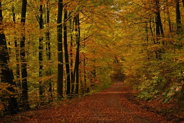 Vackra Färgglada Höst Lövverk — Stockfoto