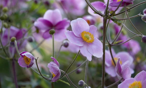 Bel Colpo Botanico Carta Parati Naturale — Foto Stock