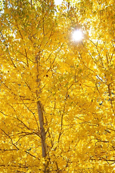 Eastern Sierra mountain range in full autumn colors