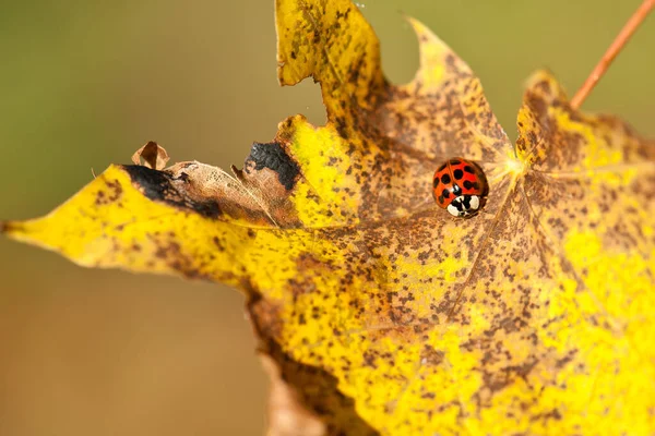 Close Bug Natureza Selvagem — Fotografia de Stock