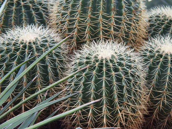 Pianta Esotica Cactus Tropicale — Foto Stock