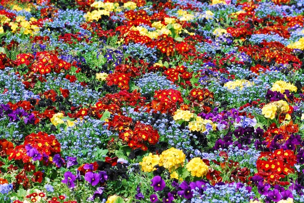 Flowerbed Red Yellow Primroses Blue Forget — Stock Photo, Image