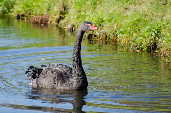 Malerischer Blick Auf Majestätische Schwäne Der Natur — Stockfoto