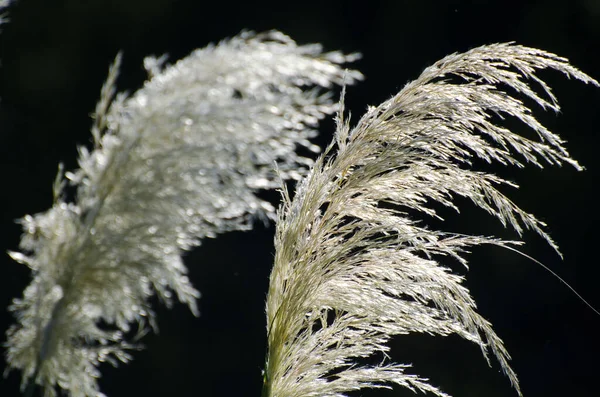 Grasses Autumn — Stock Photo, Image