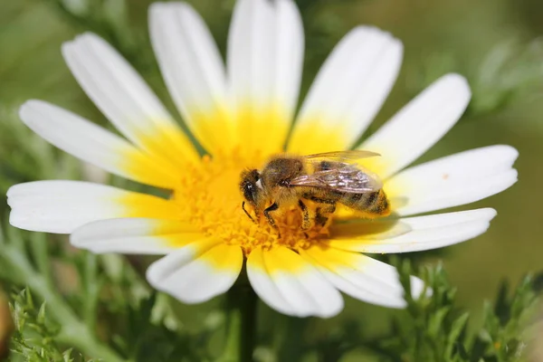 Bee Chamomile Flower — Stock Photo, Image