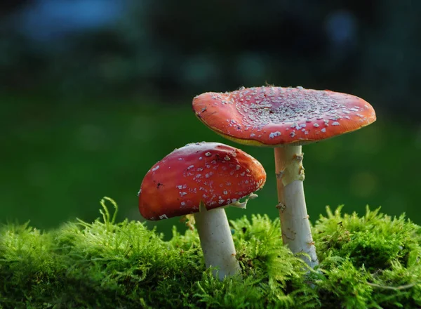 Κόκκινα Toadstools Ανήκει Στην Ομάδα Των Δηλητηριωδών Μυκήτων — Φωτογραφία Αρχείου