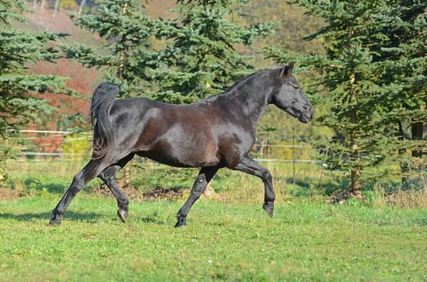 Bonito Cavalo Selvagem Natureza — Fotografia de Stock