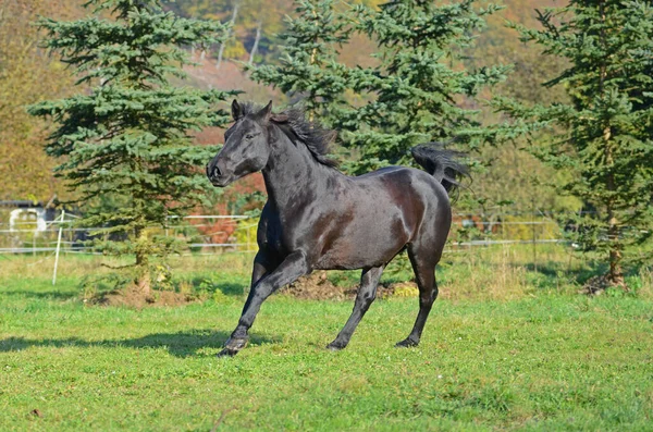 Cavalo Campo — Fotografia de Stock