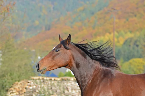 Roztomilý Kůň Divoké Přírodě — Stock fotografie