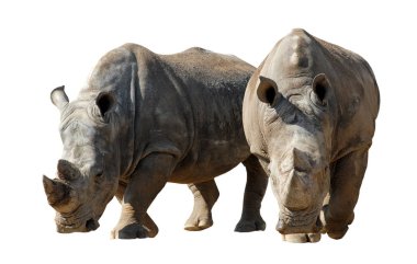 Two white rhinoceros (Ceratotherium simum) walking abreast isolated on white background clipart