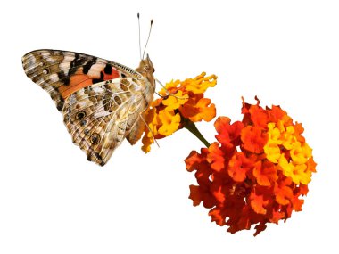 Isolated painted lady butterfly (Vanessa cardui) seen of profile on red and yellow flower (Lantana camara) clipart