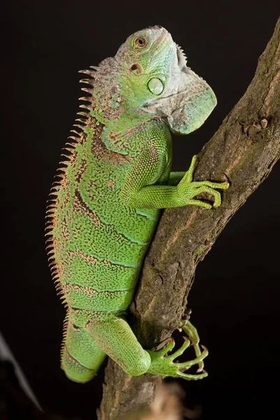 Iguana Detailní Záběr Černém Pozadí — Stock fotografie