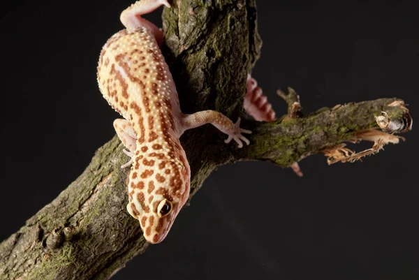 エキゾチックな野生のトカゲ爬虫類の動物 — ストック写真