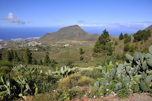 Horská Krajina Kaktusem Opuntia Ficus Indica Borovicemi Tenerife Španělských Kanárských — Stock fotografie
