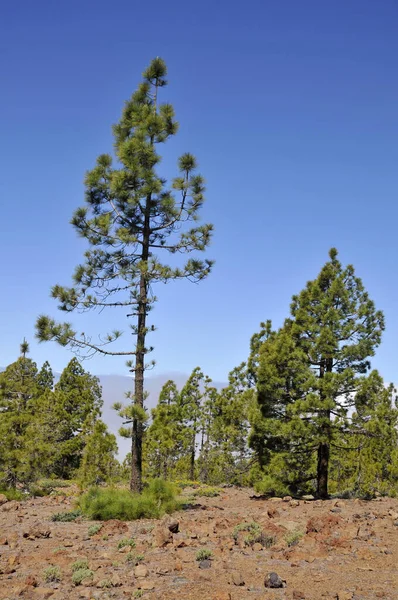 Δάσος Πεύκου Pinus Canariensis Στην Τενερίφη Των Ισπανικών Καναρίων Νήσων — Φωτογραφία Αρχείου