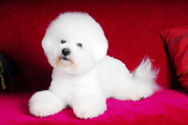 Beau Bichon Frise Détend Sur Son Canapé — Photo