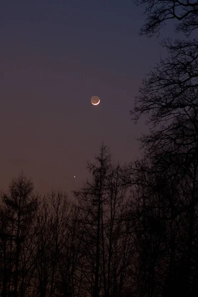 森の夕暮れ時の月と金星 — ストック写真