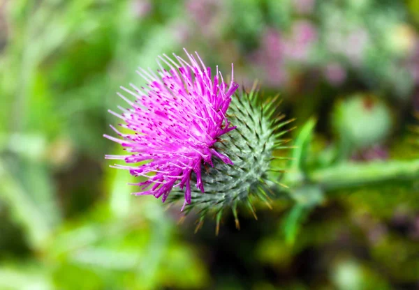 Foto Van Een Distel Ergens Genomen Schotland — Stockfoto