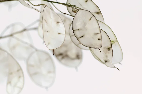 Lunaria Annua Silver Leaf — Stock Photo, Image