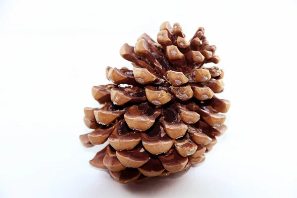 Conifer Pine Tree Cones — Stock Photo, Image