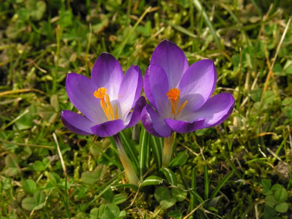 Kwiaty Krokusa Wiosenna Flora — Zdjęcie stockowe