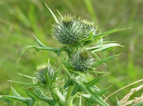 Vacker Botanisk Skott Naturliga Tapeter — Stockfoto