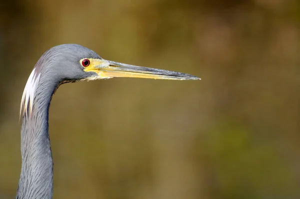 Aussichtsreicher Blick Auf Den Reiher Der Natur — Stockfoto