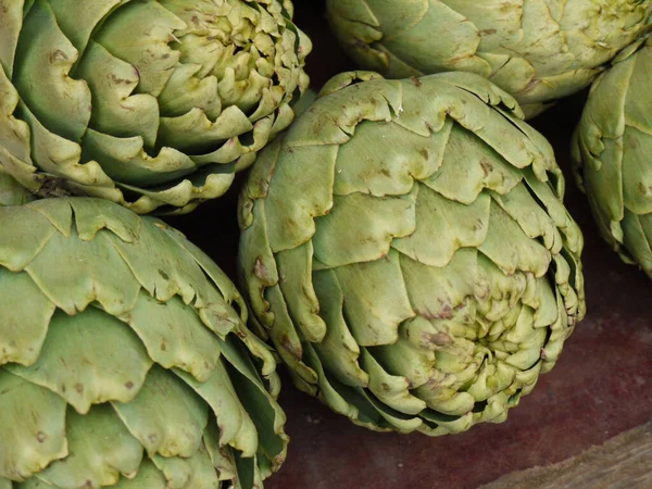 Artischocke Cynara Cardunculus Grüne Pflanze — Stockfoto